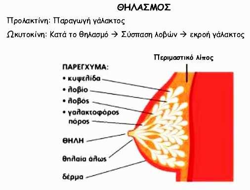 Δομή