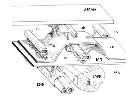 Εικ 1. Τα τρία στρώματα που πορεύονται οι φλέβες των κάτω άκρων. Το επιδερμικό στρώμα (ΕΣ), μεταξύ του δέρματος και της σαφηνούς περιτονίας (ΣΠ) το οποίο φιλοξενεί τις επιδερμικές φλέβες (ΕΦ).