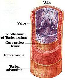 Ο έσω χιτώνας αποτελείται από τη βασική μεμβράνη που καλύπτεται από ενδοθηλιακά κύτταρα του αυλού.