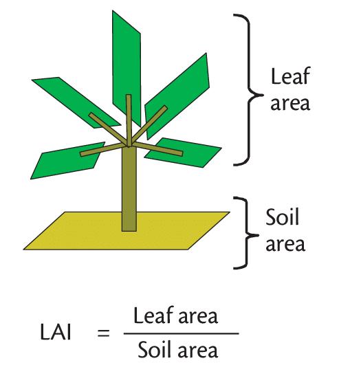index (LAI) ΔΦΕ: ο λόγος της φυλλικής επιφάνειας προς την εδαφική επιφάνεια O ΔΦΕ σε