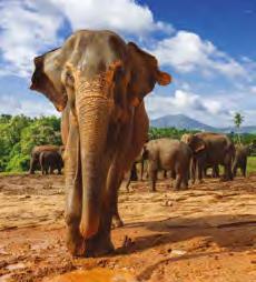 RED ELEPHANT O.