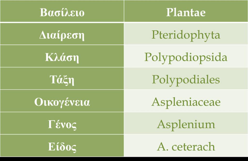 επιφάνεια: φαιό