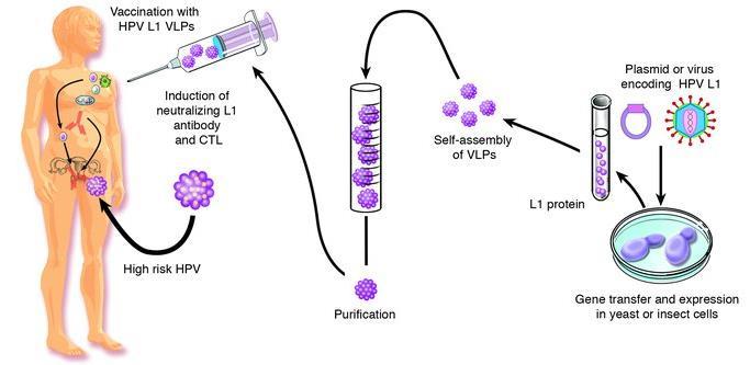 Τα προφυλακτικά HPV εμβόλια συγκροτούνται απο L1 πρωτεϊνη που αυτοοργανώνεται σε