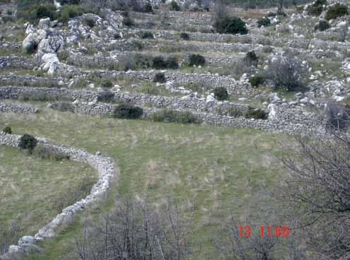 Το ελληνικό αγροτικό τοπίο ως πολιτιστικό αγαθό Ελιά, σιτάρι και αμπέλι, η τριάδα του κλίματος και της ιστορίας της Μεσογείου, είναι βασικά χαρακτηριστικά του ελληνικού αγροτικού τοπίου, καθώς είναι