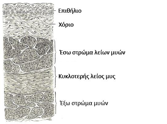 Στάδιο Ορισμός (βλέπε εικόνα του τοιχώματος της ουροδόχου κύστης παρακάτω) Κατηγορία Στάδιο II Ο όγκος διηθεί στον μυϊκό χιτώνα της κύστης.