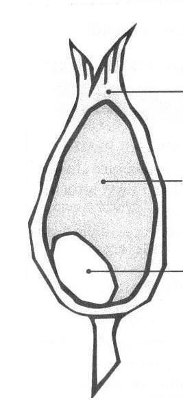 16 Φυσικά εμπόδια Bran Endosperm Germ Λειτουργεί ως φυσικό φράγμα που επιβραδύνει την ενζυματική