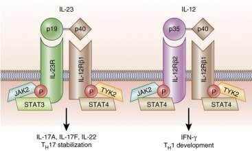 Θεραπεία Νέες Θεραπείες JAK inhibitors Tofacitinib (JAK3/1>2)