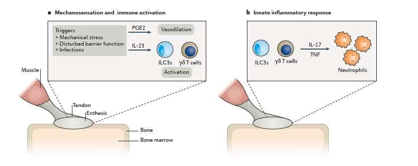 Ψωριασική Αρθρίτιδα Ενθεσίτιδα Effector cells PGE2 Ανταπόκριση στο μηχανικό stress