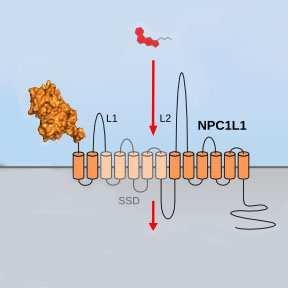 Niemann Pick C1-like 1 protein (NPC1L1) Εντερικός αυλός (λεπτό έντερο) Χοληστερόλη τροφής Ανθρώπινη