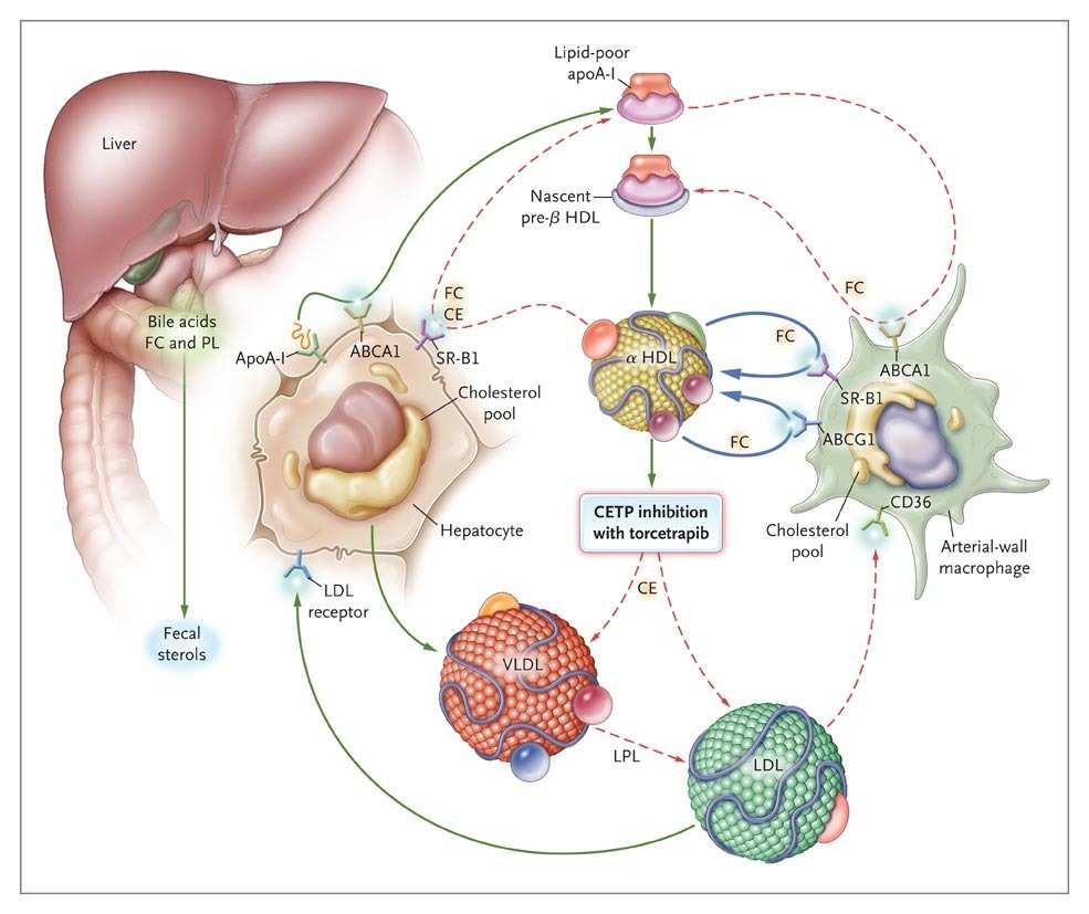 Αναστολείς της CETP Cholesterylester transfer protein Μιμούνται την κατάσταση που υπάρχει σε