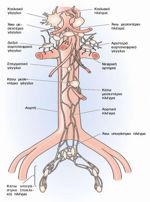 Προσπονδυλικά γάγγλια (Προσπονδυλικό πλέγμα) -Σε άμεση χωρική σχέση με την αορτή -Όνομα ανάλογα με την αρτηρία -Ένας