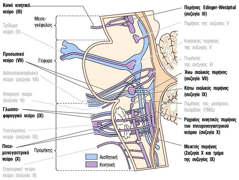 ΠΑΡΑΣΥΜΠΑΘΗΤΙΚΟ ΣΥΣΤΗΜΑ -Παρασυμπαθητικοί προγαγγλιακοί νευρώνες: Υπερ-νωτιαίοι πυρήνες Προμήκη Γέφυρα