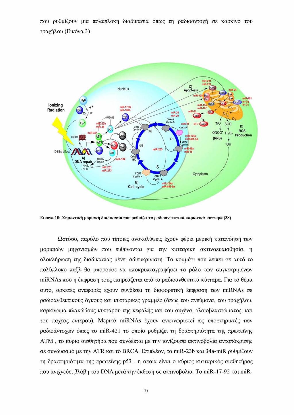 που ρυθμίζουν μια πολύπλοκη διαδικασία όπως τη ραδιοαντοχή σε καρκίνο του τραχήλου (Εικόνα 3).