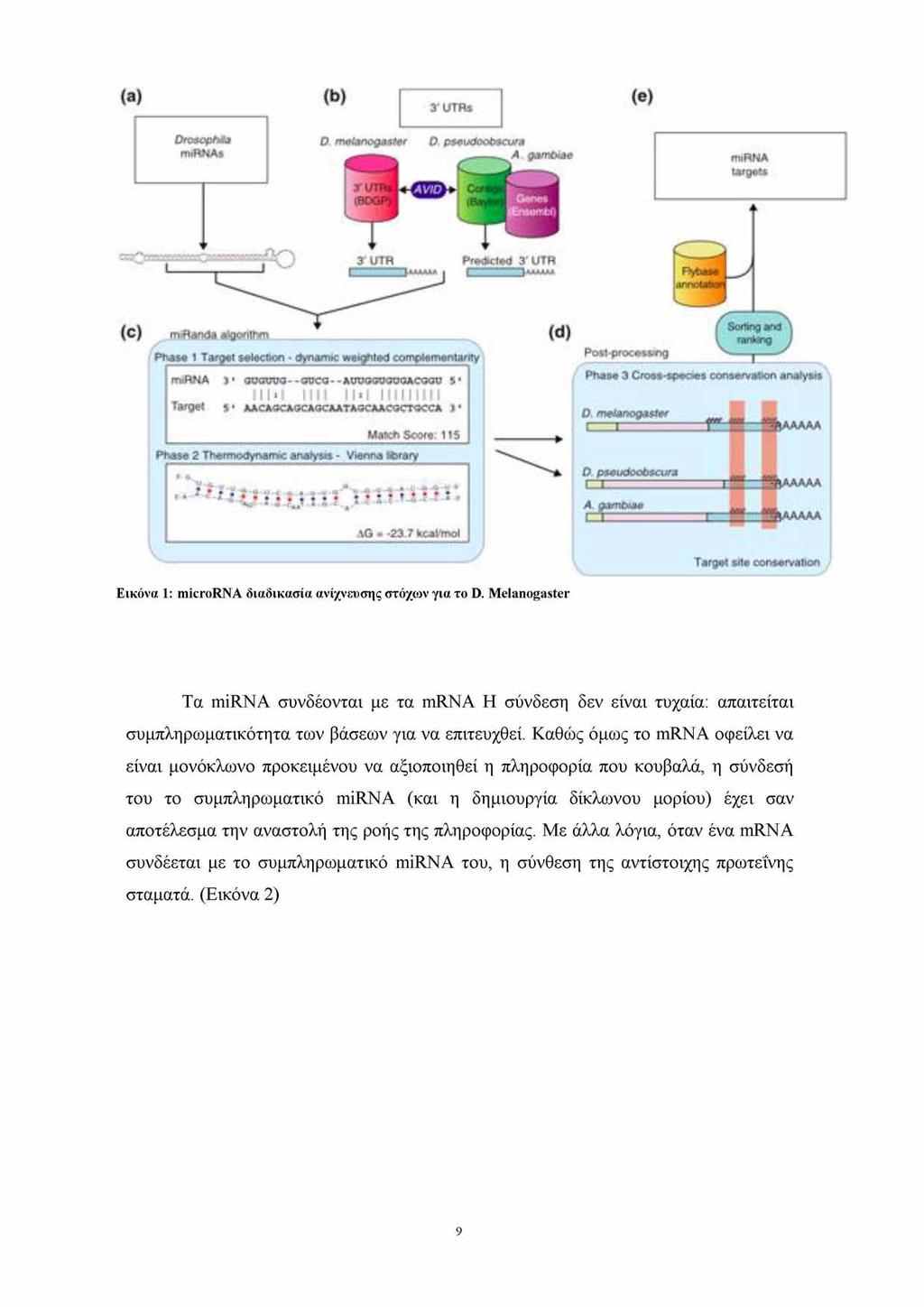 Εικόνα 1: microrna διαδικασία ανίχνευσης στόχων για το D. Melanogaster Τα mirna συνδέονται με τα mrna Η σύνδεση δεν είναι τυχαία: απαιτείται συμπληρωματικότητα των βάσεων για να επιτευχθεί.