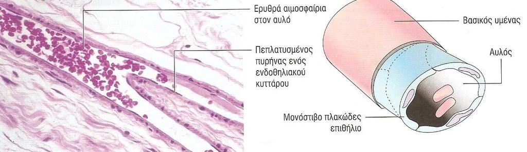 Μονόστιβα επιθήλια α.