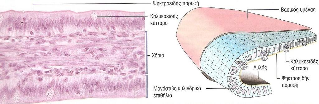 Μονόστιβα επιθήλια γ.