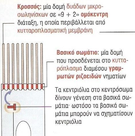 Ειδικές δομές κορυφαίας περιοχής 1.