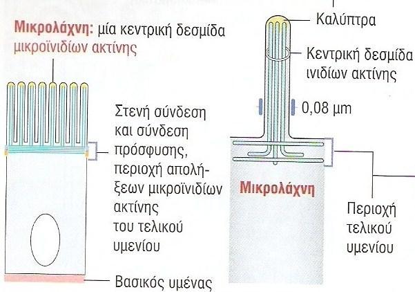 Ειδικές δομές κορυφαίας περιοχής 2.