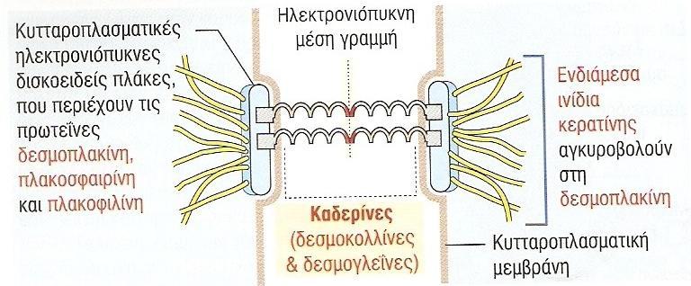 Δεσμόσωμα - κυτταρική σύνδεση που μοιάζει με κηλίδα, - συνδέεται με ενδιάμεσα ινίδια κερατίνης