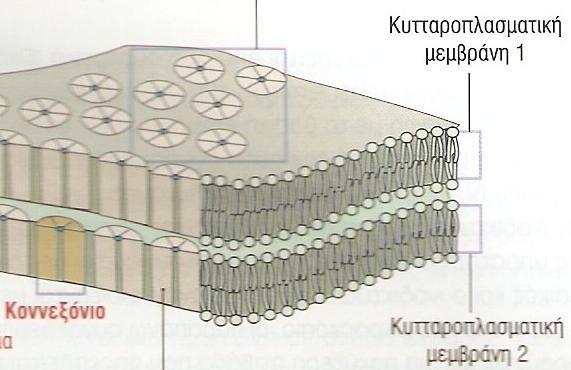 - συμμετρικές συνδέσεις επικοινωνίας, - σχηματίζονται από μεμβρανικές πρωτείνες, τις κοννεξίνες, - έξι μονομερή σχηματίζουν το κοννεξόνιο,