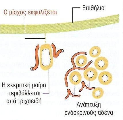 περιβάλλονται από θυριδωτά τριχοειδή προς τα οποία, μετά από χημική διέγερση ή μέσω ηλεκτρικών