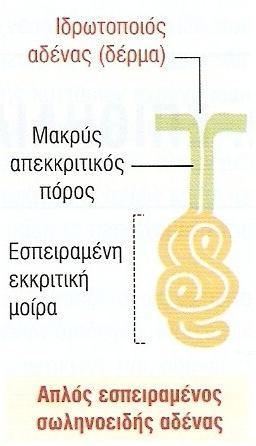 Είδη