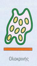 κορυφαία επιφάνεια του κυττάρου σε ελεύθερη επιφάνεια (αυλός), π.χ.