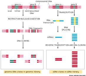 Γενωμικές & cdna Bιβλιοθήκες γονίδιο Α χρωμοσωμικό DNA γονίδιο Β γονίδιο Α γονίδιο Β εξόνιο ιντρόνιο μη-μεταγραφόμενο DNA ΜΕΤΑΓΡΑΦΗ ΠΕΨΗ ΜΕ ΕΝΔΟΝΟΥΚΛΕΑΣΗ ΠΕΡΙΟΡΙΣΜΟΥ RNA μετάγραφα