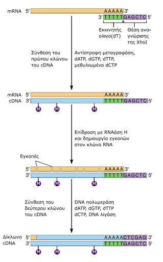 Σύνθεση cdna &