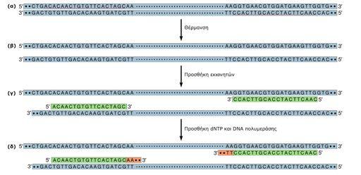 PCR Η ενίσχυση