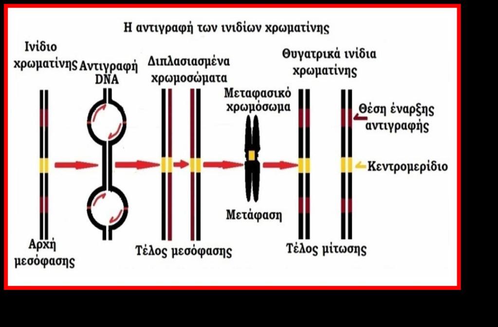 Το βακτθριακό DNA που είναι κυκλικό ζχει μια μόνο κζςθ ζναρξθσ τθσ αντιγραφισ και κάτω από