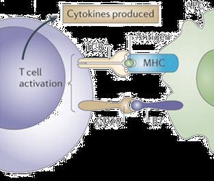 Τ-Λεμφοκύτταρα Τα Τ-λεμφοκύτταρα κατέχουν κεντρικό ρόλο στην ανοσολογική απόκριση του οργανισμού στα ξένα αντιγόνα. Οφείλουν το όνομά τους στο γεγονός ότι διαφοροποιούνται στο θύμο αδένα (Thymus).