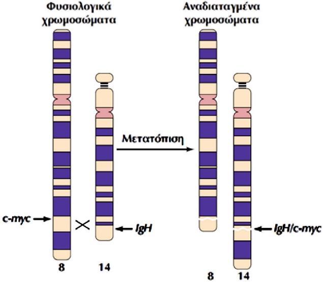 Χρωμοσωμικές Μεταθέσεις: Υπερέκφραση του Ογκογονίδιου c-myc Το πρωτο-ογογονίδιο c-myc κωδικοποιεί έναν TF, και αρχικά ανακαλύφθηκε ως το κυτταρικό ομόλογο του ογκογονιδίου v-myc του ρετροϊού Avian