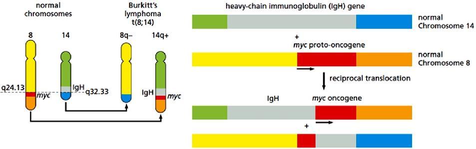 Στο λέμφωμα του Burkitt, το πρωτο-ογκογονίδιο cmyc μετατοπίζεται από το χρωμόσωμα 8 στον γονιδιακό τόπο της βαριάς αλυσίδας των ανοσοσφαιρινών (IgH) στο χρωμόσωμα 14, με συνέπεια τη μη φυσιολογική
