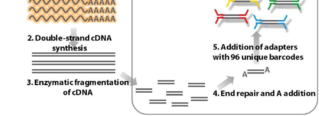 RNA-seq Η μελέτη των μεταγραφικών προτύπων αναφέρεται στο σύνολο των μορίων RNA - mrna, rrna, trna, και μη-κωδικών (non-coding) RNA