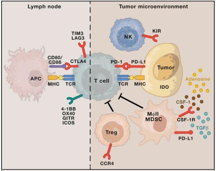 Extrinsic Mechanisms of Resistance to Immunotherapy Cancer cells that constitutively express immunosuppressive cell surface ligands like PDL1 may actively inhibit anti-tumor T cell responses.