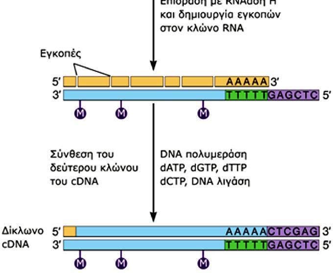 Σύνθεση cdna: Το mrna επωάζεται με ολιγο-dt το οποίο υβριδοποιείται με τις ουρές πολύ-α και λειτουργεί ως εκκινητής για να αρχίσει η σύνθεση DNA από την αντίστροφη μεταγραφάση (RT).