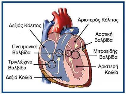 Ανατομία