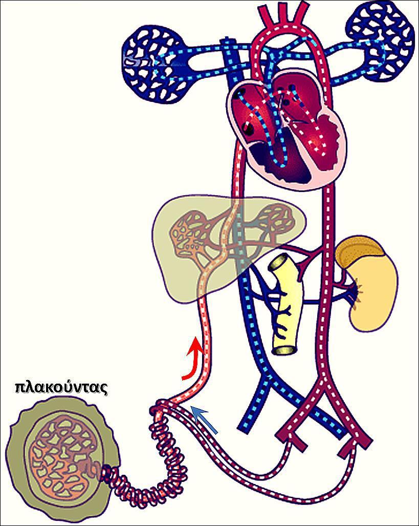 Εμβρυϊκή Κυκλοφορία (ΙΙ) Πλακούντας (φλεβώδης πόρος) κάτω κοίλη φλέβα ΔΕ κόλπος ΑΡ κόλπος (ωοειδές τρήμα) ( εγκέφαλος μέσω