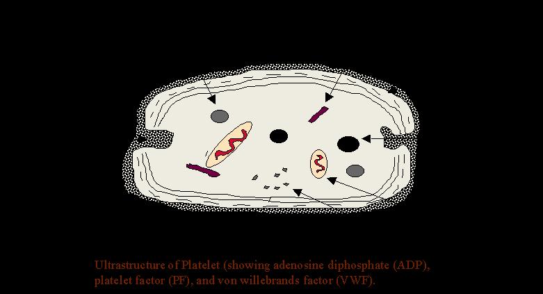 Σύστημα αγωγών δ-κοκκία (ΑDP,Ca2+, σεροτονίνη) Εξωτερικό κάλυμμα βλεννοπολυσακχαρίτες Πυκνό Σωληναριακό σύστημα Αιμοπεταλιακό Παράγοντα ΙΙΙ Θρομβοσθενίνη ΑΤΡάση Αιμοπεταλιακά φωσφολιποειδή Δομή
