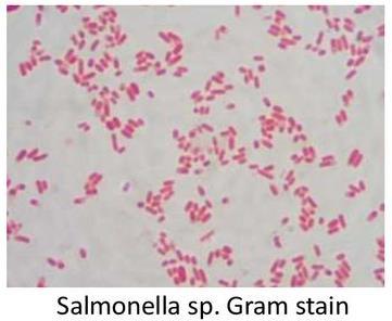 SALMONELLA spp.