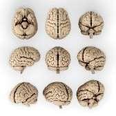ΕΙΣΑΓΩΓΗ To κεντρικό νευρικό σύστημα (Κ.Ν.Σ. εγκέφαλος και νωτιαίος μυελός) περιέχει ~100