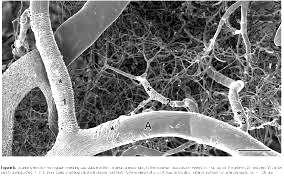 Νευρώνες + Γλοιακά κύτταρα +