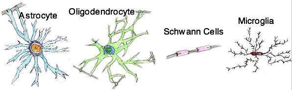 Ολιγοδενδροκύτταρα + Κύτταρα Schwann = Μυελίνη Αστροκύτταρα = στήριξη,