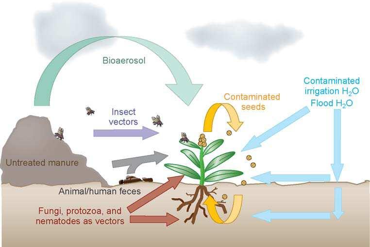 2. Microbial ecology of enteric bacteria on fresh produce 2.