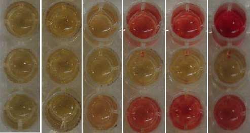 S. plymuthica RVH S. plymuthica RVH budab::cm C. sakazakii LMG h 2h h h h h Figure.2: Voges-Proskauer test (positive = red), realized during cultivation of S. plymuthica RVH and budab mutant and, C.