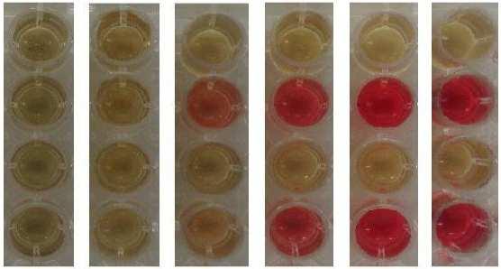 3: Voges-Proskauer test (positive = red), realized during cultivation of E. coli MG ptrc99a and pbudab and, S. Typhimurium LT2 ptrc99a and pbudab in LB +.% glucose + mm ITPG (ph.). Interesting results were observed when Shigella flexneri LMG2 pbudab was cultivated (figure.