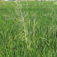 Το ρύζι έχει την ιδιότητα να αξιοποιεί μεγάλη ποικιλία εδαφών σε ευρεία όρια οξύτητας και αλκαλικότητας του εδάφους (ph 5 έως