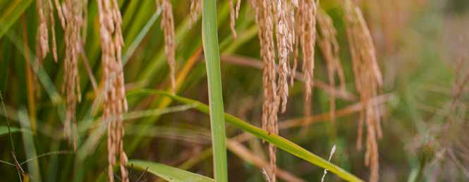 Εκλεκτικότητα στην καλλιέργεια ρυζιού. Πρόταση διαχείρισης της ανάπτυξης ανθεκτικότητας.