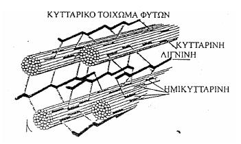 ώστε να επιτευχθεί αποδοτική υδρόλυση της κυτταρίνης και της ημικυτταρίνης προς διαλυτά ζυμώσιμα σάκχαρα (Κουτρούλη, 2008). Αποτελεί το 10-24% του ξηρού βάρους της βιομάζας.